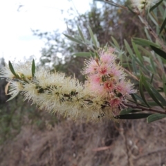 Callistemon sieberi (River Bottlebrush) at Paddys River, ACT - 9 Dec 2018 by michaelb