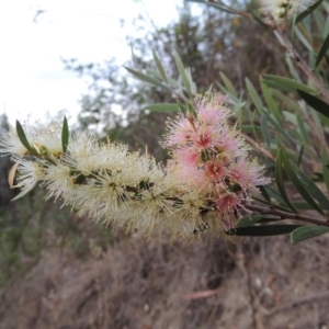 Callistemon sieberi at Paddys River, ACT - 9 Dec 2018