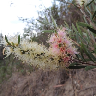 Callistemon sieberi (River Bottlebrush) at Paddys River, ACT - 9 Dec 2018 by michaelb