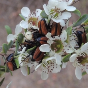 Phyllotocus marginipennis at Paddys River, ACT - 9 Dec 2018