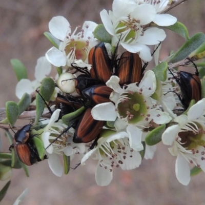 Phyllotocus marginipennis (Nectar scarab) at Paddys River, ACT - 9 Dec 2018 by michaelb