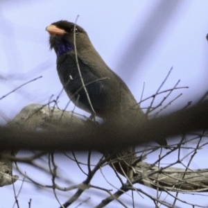 Eurystomus orientalis at Amaroo, ACT - 8 Dec 2018