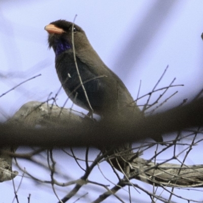 Eurystomus orientalis (Dollarbird) at Amaroo, ACT - 8 Dec 2018 by JonSteinbeck
