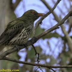 Oriolus sagittatus (Olive-backed Oriole) at Amaroo, ACT - 8 Dec 2018 by JonSteinbeck