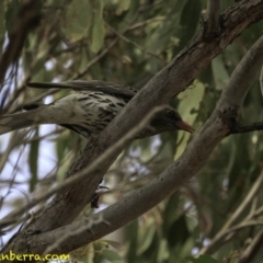 Oriolus sagittatus at Amaroo, ACT - 8 Dec 2018 09:01 AM