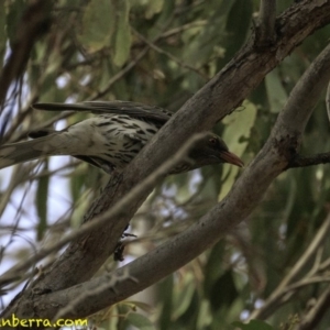 Oriolus sagittatus at Amaroo, ACT - 8 Dec 2018 09:01 AM