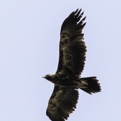 Aquila audax (Wedge-tailed Eagle) at Amaroo, ACT - 8 Dec 2018 by JonSteinbeck