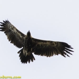 Aquila audax at Amaroo, ACT - 8 Dec 2018 09:06 AM