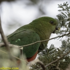 Alisterus scapularis (Australian King-Parrot) at Forde, ACT - 8 Dec 2018 by JonSteinbeck