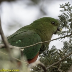 Alisterus scapularis (Australian King-Parrot) at Forde, ACT - 7 Dec 2018 by BIrdsinCanberra