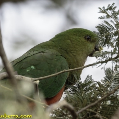 Alisterus scapularis (Australian King-Parrot) at Forde, ACT - 8 Dec 2018 by JonSteinbeck