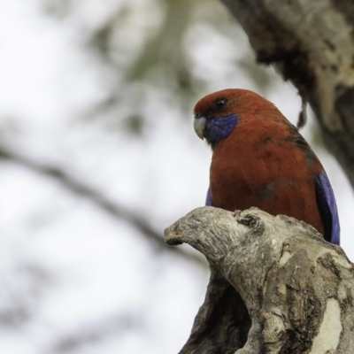 Platycercus elegans (Crimson Rosella) at Forde, ACT - 7 Dec 2018 by BIrdsinCanberra