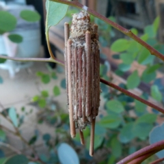 Clania lewinii (Lewin's case moth) at Googong, NSW - 17 Dec 2018 by Wandiyali