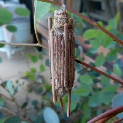 Clania lewinii & similar Casemoths (Parallel stick Case Moths) at Googong, NSW - 17 Dec 2018 by Wandiyali