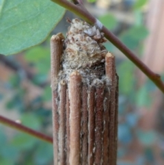 Clania lewinii & similar Casemoths at Googong, NSW - 17 Dec 2018 05:28 PM