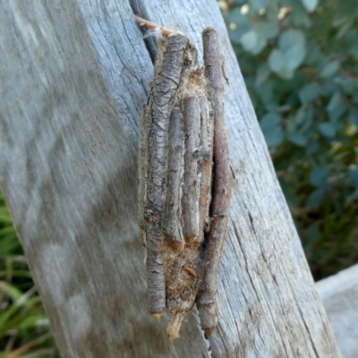 Clania ignobilis (Faggot Case Moth) at Wandiyali-Environa Conservation Area - 17 Dec 2018 by Wandiyali
