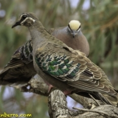 Phaps chalcoptera (Common Bronzewing) at Forde, ACT - 8 Dec 2018 by JonSteinbeck