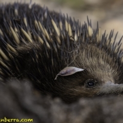 Tachyglossus aculeatus (Short-beaked Echidna) at Mulligans Flat - 7 Dec 2018 by BIrdsinCanberra