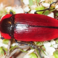 Temognatha sanguinipennis (Jewel Beetle) at Jerrawangala, NSW - 17 Dec 2018 by Harrisi