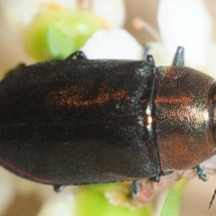 Torresita cuprifera at Jerrawangala, NSW - 17 Dec 2018 by Harrisi