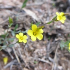 Linum trigynum (French Flax) at Theodore, ACT - 16 Dec 2018 by Christine
