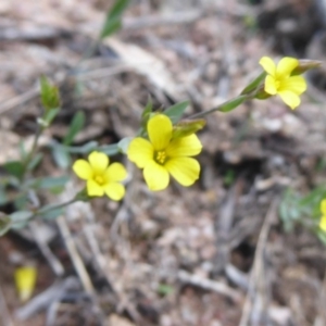 Linum trigynum at Theodore, ACT - 17 Dec 2018