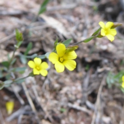 Linum trigynum (French Flax) at Theodore, ACT - 16 Dec 2018 by Christine