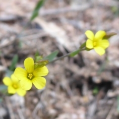 Linum trigynum at Theodore, ACT - 17 Dec 2018 10:44 AM