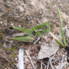 Oedaleus australis at Theodore, ACT - 17 Dec 2018 10:47 AM