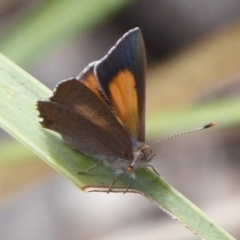 Paralucia pyrodiscus (Fiery Copper) at Theodore, ACT - 17 Dec 2018 by Christine