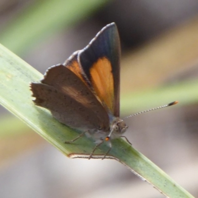 Paralucia pyrodiscus (Fiery Copper) at Theodore, ACT - 16 Dec 2018 by Christine