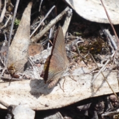 Paralucia pyrodiscus at Theodore, ACT - 17 Dec 2018