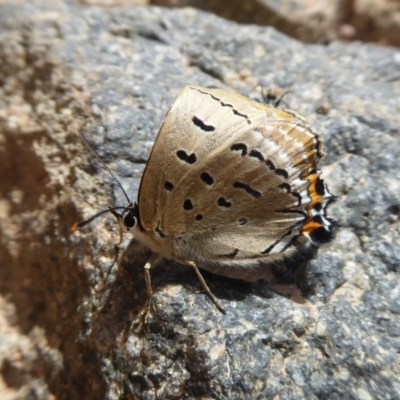 Jalmenus ictinus (Stencilled Hairstreak) at Theodore, ACT - 17 Dec 2018 by Christine