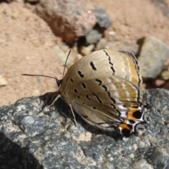 Jalmenus ictinus at Theodore, ACT - 17 Dec 2018 11:00 AM