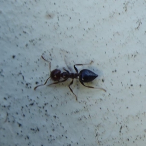 Crematogaster sp. (genus) at Flynn, ACT - 17 Dec 2018 06:00 PM