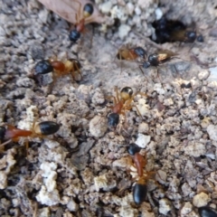 Camponotus consobrinus at Flynn, ACT - 17 Dec 2018