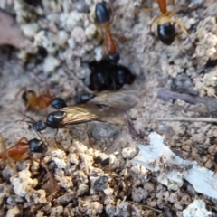 Camponotus consobrinus at Flynn, ACT - 17 Dec 2018 06:02 PM