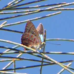 Hypochrysops delicia at Ainslie, ACT - 17 Dec 2018