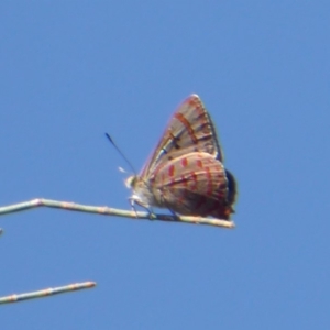 Hypochrysops delicia at Ainslie, ACT - suppressed