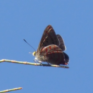 Hypochrysops delicia at Ainslie, ACT - suppressed