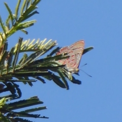 Hypochrysops delicia at Ainslie, ACT - 17 Dec 2018