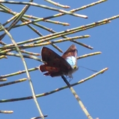 Hypochrysops delicia at Ainslie, ACT - suppressed