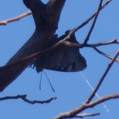 Ogyris genoveva (Southern Purple Azure) at Majura, ACT - 17 Dec 2018 by Christine