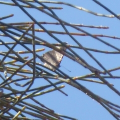 Acrodipsas aurata at Majura, ACT - 17 Dec 2018