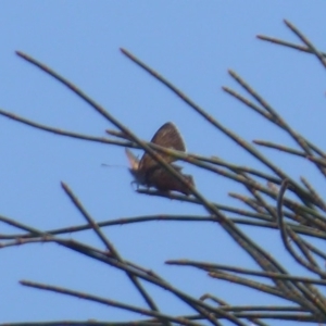 Acrodipsas aurata at Majura, ACT - 17 Dec 2018