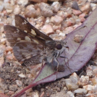 Trapezites phigalioides (Montane Ochre) at Hackett, ACT - 17 Dec 2018 by Christine