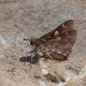 Trapezites phigalioides at Hackett, ACT - 17 Dec 2018 02:22 PM