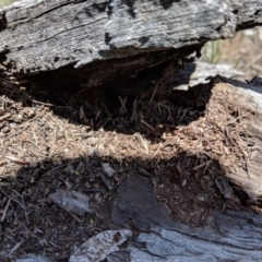 Papyrius nitidus (Shining Coconut Ant) - 1 Jan 1900 by JackyF