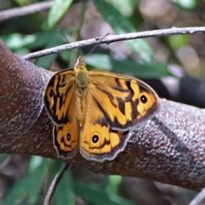 Heteronympha merope at Acton, ACT - 17 Dec 2018 10:31 AM