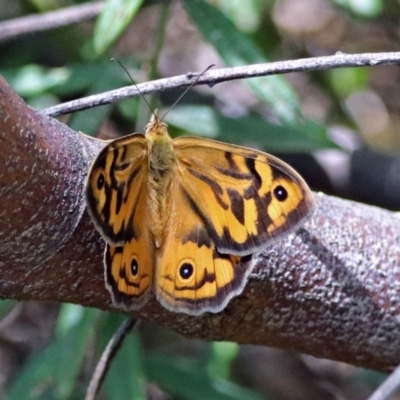 Heteronympha merope (Common Brown Butterfly) at Acton, ACT - 17 Dec 2018 by RodDeb